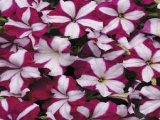 Hạt giống hoa Mai Địa Thảo Impatiens-FIMP132 Violet Star (Mới)